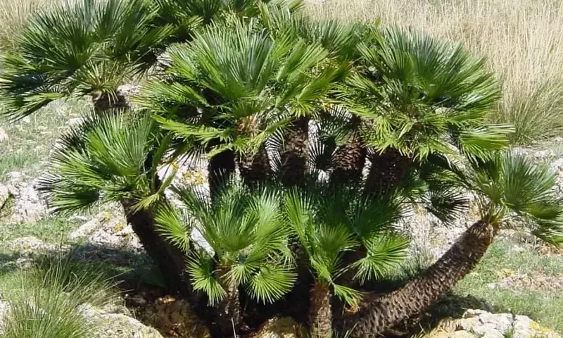 Chamaerops Humilis: La Palmera Mediterránea Resiliente