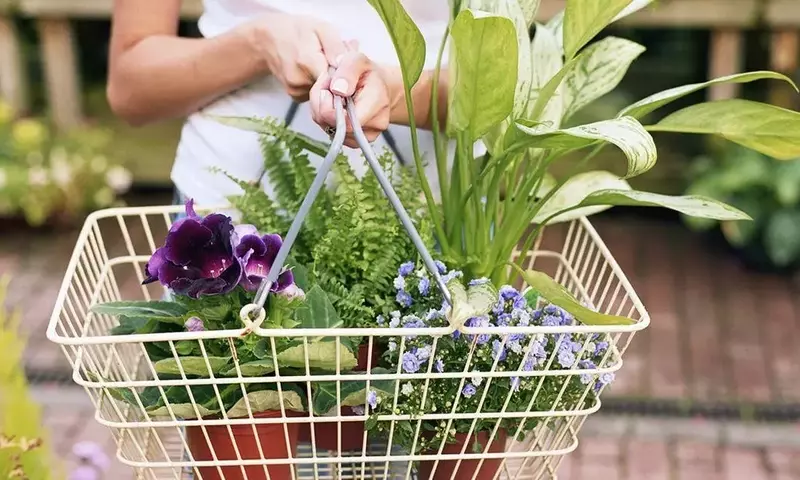 Guía Definitiva para la Selección y Cuidado de Plantas de Interior Exitoso