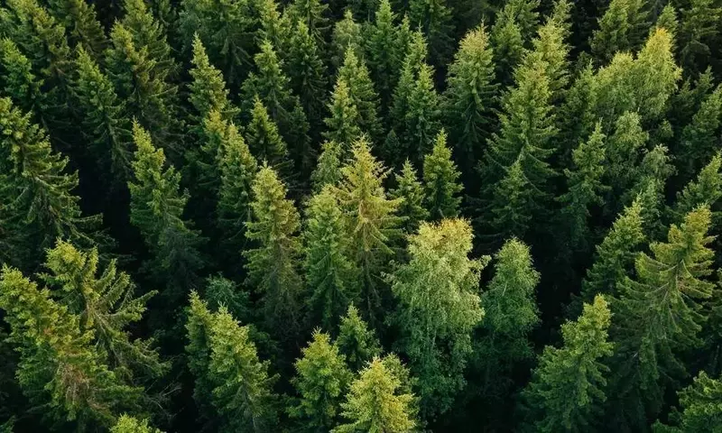 Coníferas: La Fascinante Diversidad y Resistencia de los Gigantes Verdes