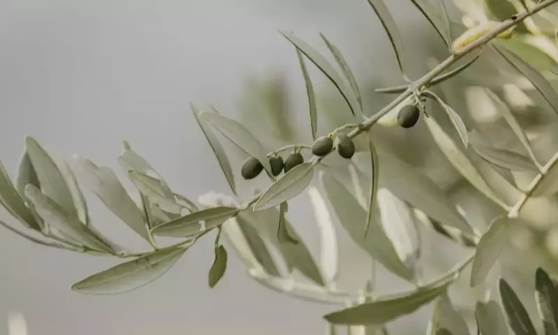 Innovación Sostenible: Extracción de Antioxidantes del Olivo