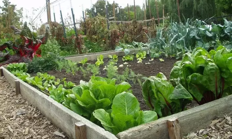 Cultivo Ecológico en Casa: Una Guía Esencial para tu Huerto Casero