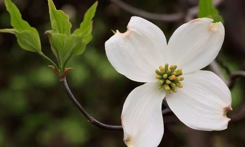Explorando la Diversidad y el Cuidado del Género Cornus: Un Arbusto Versátil para Tu Jardín
