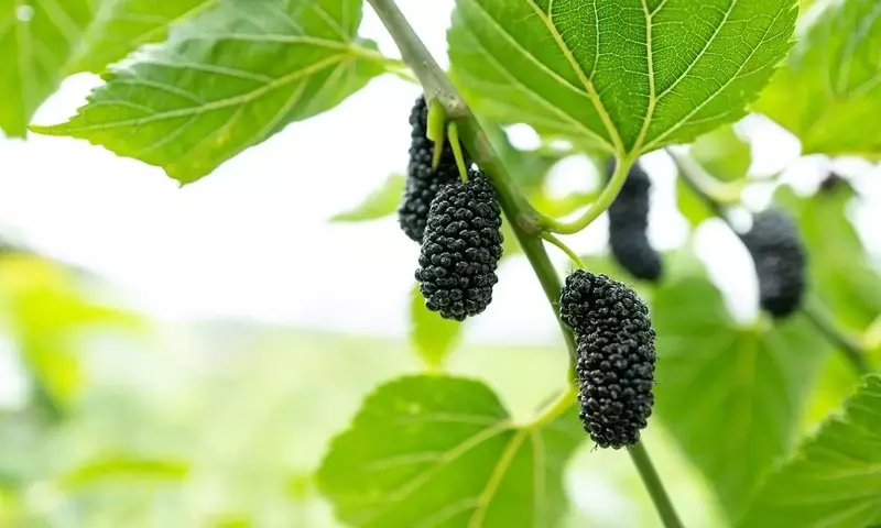 El Poder Oculto de la Hoja de Morera: Tradición y Ciencia se Unen