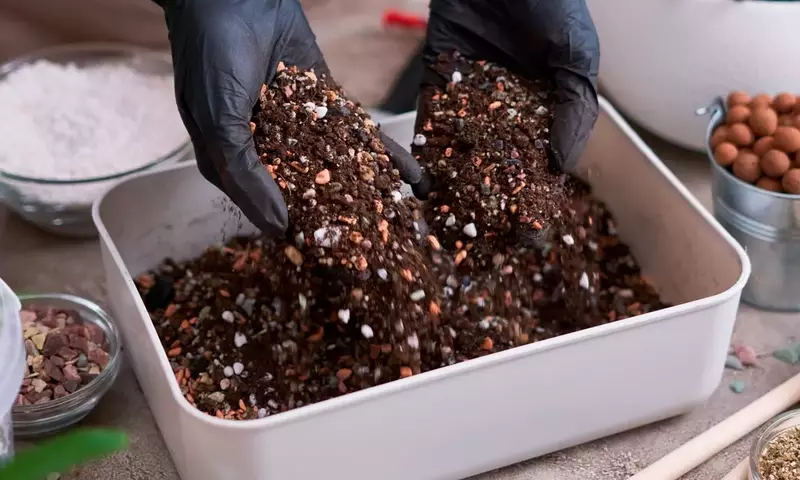 La Elección Fundamental del Sustrato para Bonsáis: Una Guía Esencial para el Cultivo Óptimo