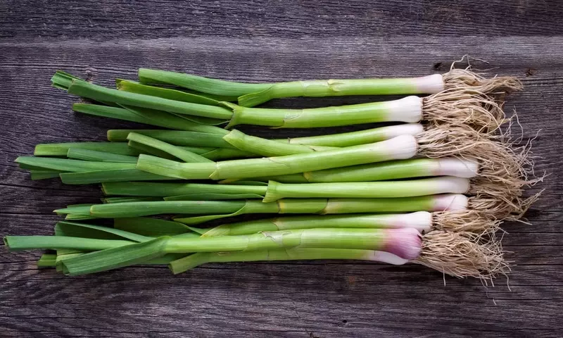 Cultivo de Puerros: Guía Completa para una Cosecha Exitosa