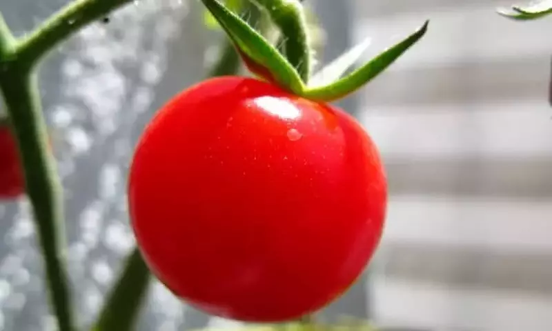 Guía Definitiva para el Cultivo de Tomates: Desde la Siembra hasta la Cosecha Exitosa