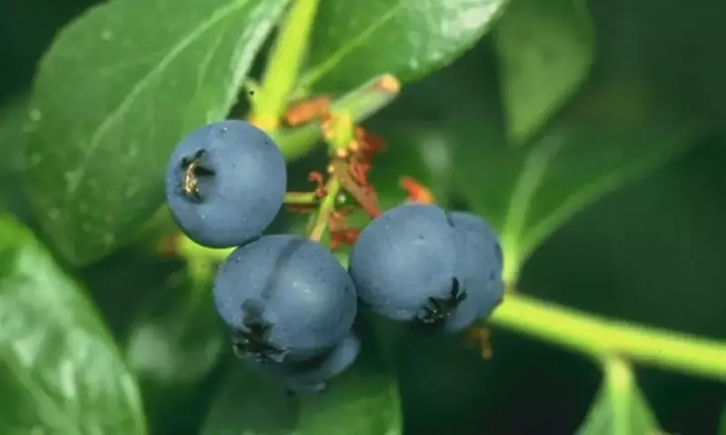 Cultivo de Arándanos: Guía Completa para un Jardín Fructífero y Saludable