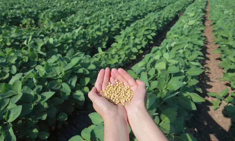 Guía Completa para el Cultivo Exitoso de la Soja