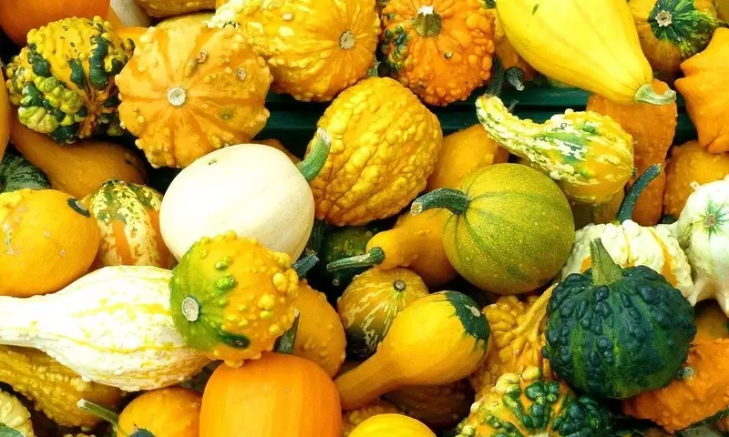Explorando el Vastísimo Mundo de las Cucurbitáceas: Desde el Campo a la Mesa