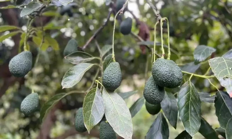 El Aguacate en España: Un Análisis Completo de su Auge, Beneficios, Cultivo y Desafíos de Sostenibilidad