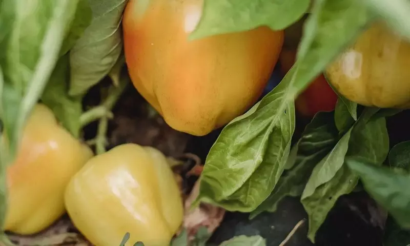 Guía Completa para el Cultivo Exitoso de Pimientos: Desde la Semilla hasta la Cosecha Abundante
