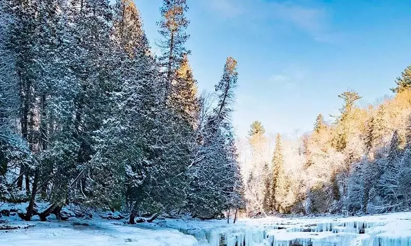 Impacto Inesperado del Cambio Climático en la Capacidad de Absorción de Carbono de los Bosques