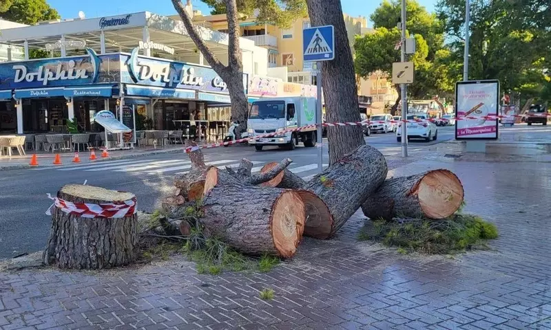 Gestión Responsable del Arbolado Urbano en Palmanova