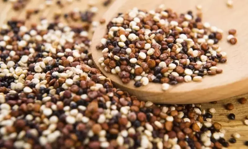 Cultivo y Cosecha de la Quinoa: Una Guía Completa para el Jardinero