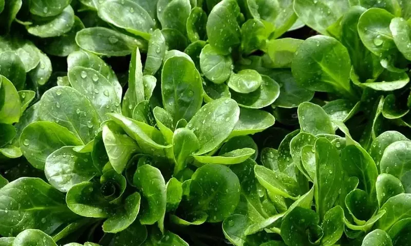 Guía Completa para el Cultivo y Beneficios del Canónigo