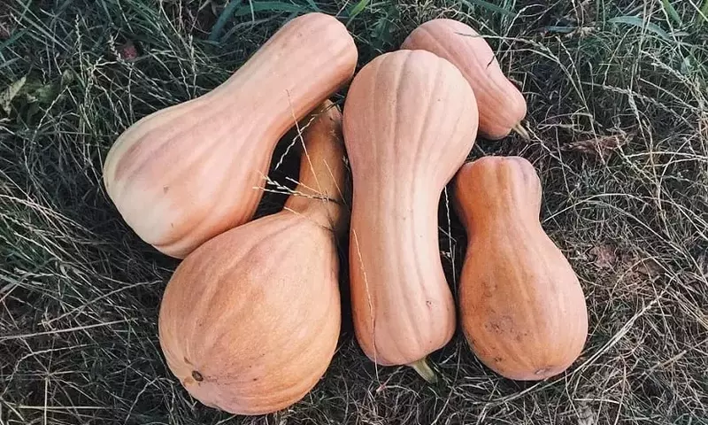 Guía Completa para el Cultivo de Calabazas en Casa