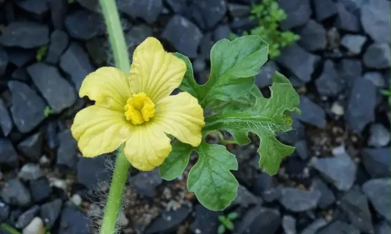 Cultivo en Casa: Melones y Sandías para el Verano