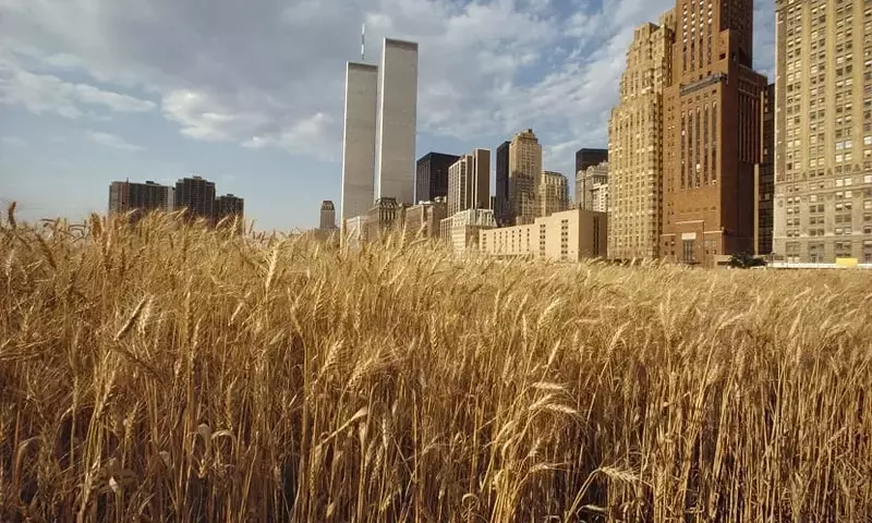 Cosechando Reflexiones: El Arte del Cultivo Urbano de Agnes Denes en Milán