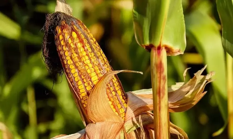 El Arte Milenario del Cultivo del Maíz: Guía Completa para una Cosecha Exitosa