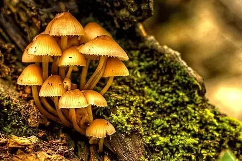 Guía Completa para el Cultivo Doméstico de Hongos Comestibles