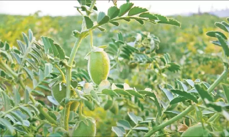 Guía Completa para el Cultivo Exitoso del Garbanzo en el Huerto