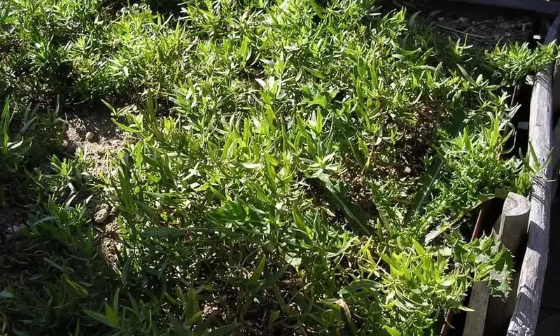 Guía Definitiva para el Cultivo Casero de Estragón: Desde la Siembra hasta la Cosecha