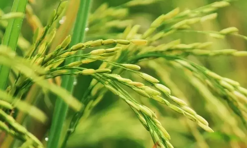 Guía Completa para el Cultivo Doméstico de Arroz