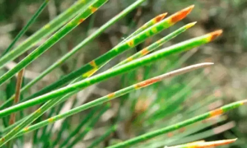 La Plaga Silenciosa: Combatir el Hongo de Banda en Pinos para Salvar Nuestros Bosques