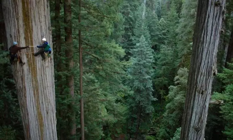 Las Imponentes Secuoyas Gigantes: Majestuosidad Natural