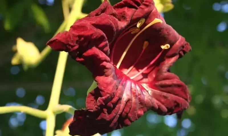 Maravillas Ocultas de los Árboles Tropicales: Un Viaje por la Biodiversidad