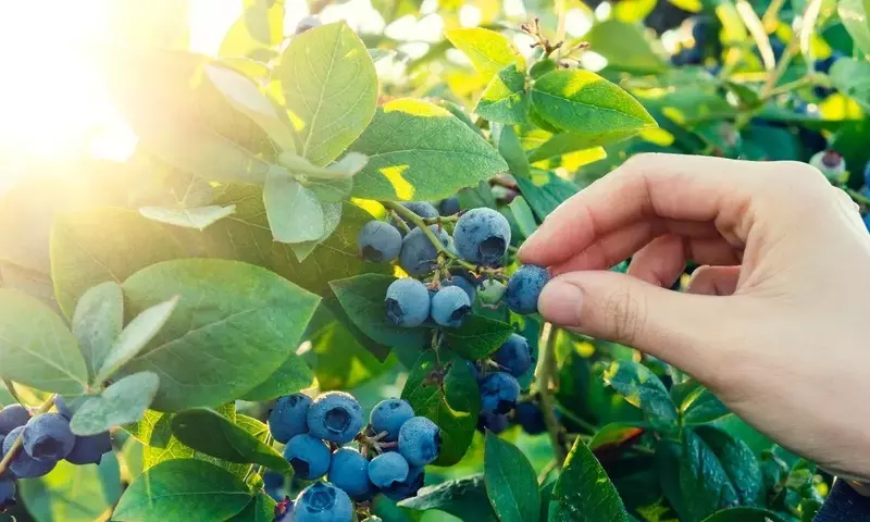 Guía Completa para el Cultivo Doméstico de Arándanos