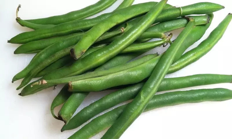 Guía Integral para el Cultivo Exitoso de Judías Verdes: Desde la Siembra hasta la Cosecha