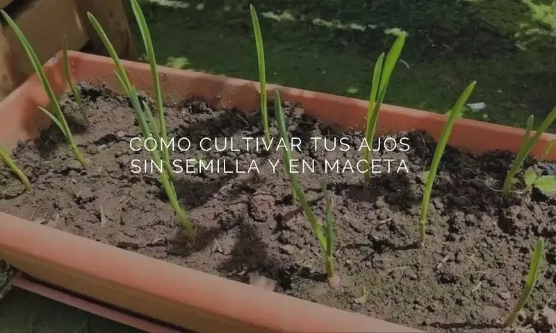 Guía Completa para Cultivar Ajo en Macetas
