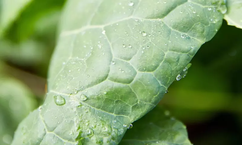 Guía Definitiva para el Cultivo Exitoso de Espinacas: Desde la Siembra hasta la Cosecha