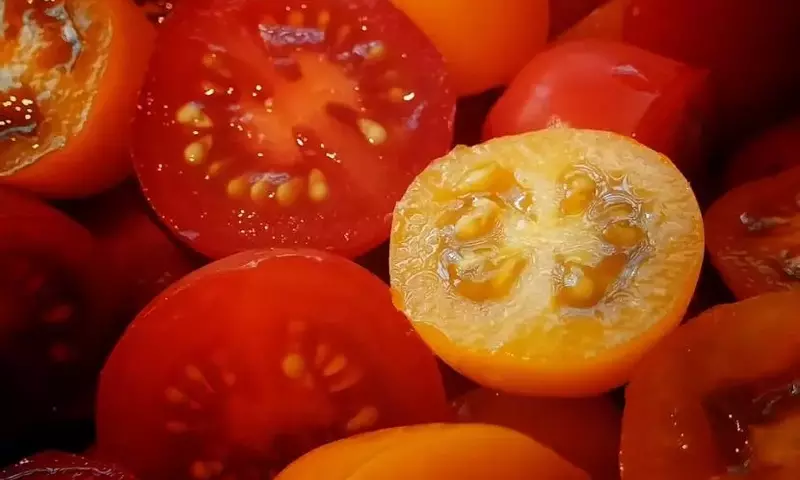 Cultiva Tus Propios Tomates: De Rodaja a Cosecha Abundante en Casa