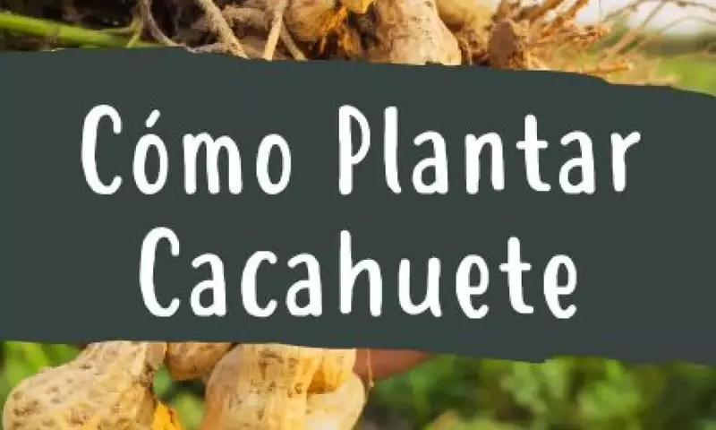 Guía Completa para el Cultivo Doméstico de Cacahuetes