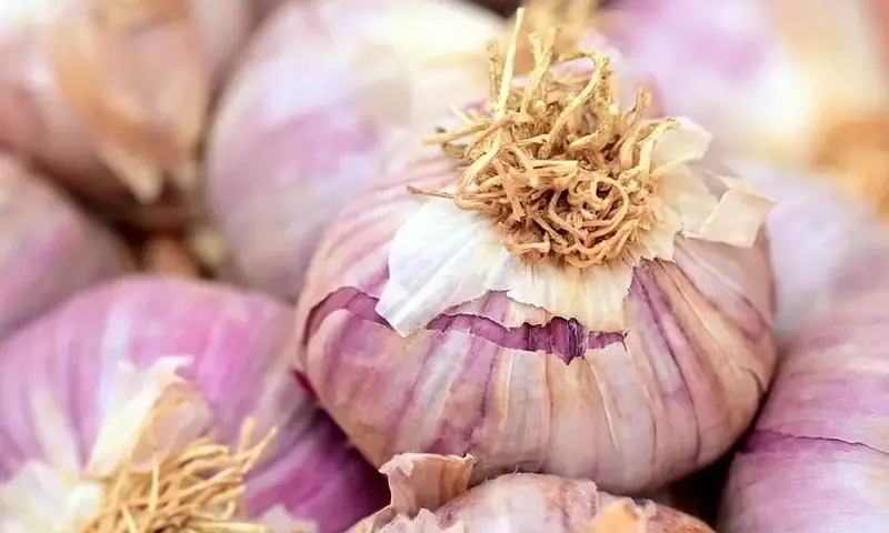 Guía Completa para el Cultivo Exitoso del Ajo