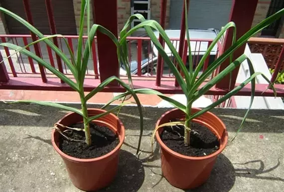 Cultivando Ajo en Macetas: Guía Completa para una Cosecha Exitosa