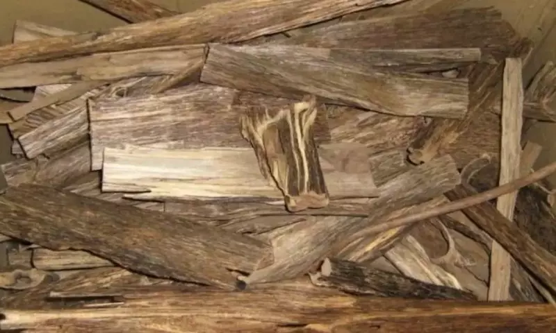 El Árbol Aquilaria y la Preciada Madera de Agar: Un Tesoro de la Naturaleza