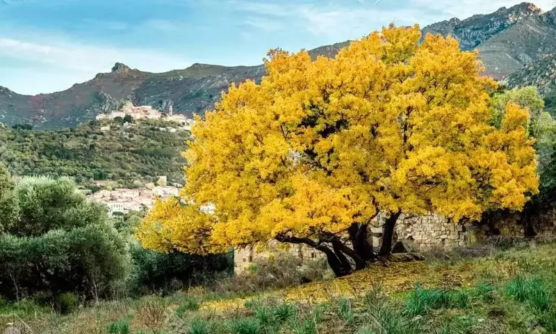 El Arce Mediterráneo: Adaptabilidad y Mantenimiento Esencial para Jardines
