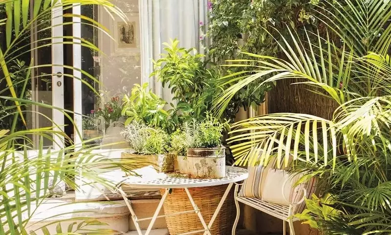 El Encanto del Almendro Enano: Belleza y Productividad en Espacios Reducidos