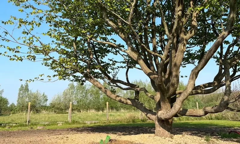 Parrotia Persica: Un Árbol Ornamental Excepcional para Climas Cálidos