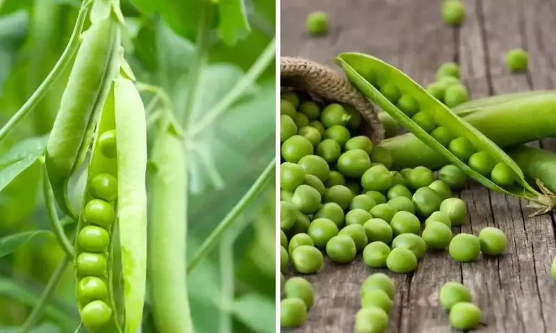 Cultivo de Guisantes: Guía Completa para un Huerto Productivo y Sostenible