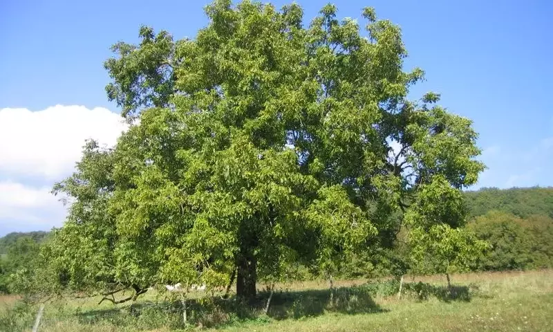 Descubriendo el Nogal: Un Árbol Multifacético