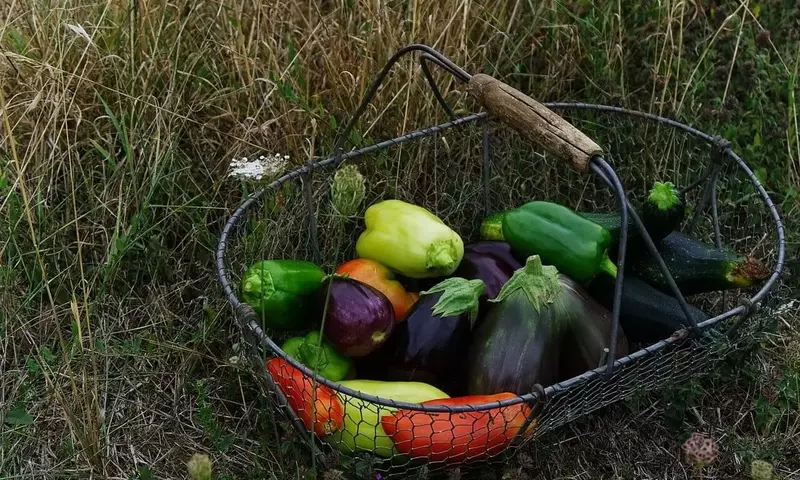 Cultivo en Invierno: Oportunidades y Cuidados para tu Jardín en Enero