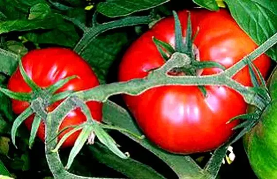 El fascinante viaje del tomate: De "manzana del amor" a ingrediente global