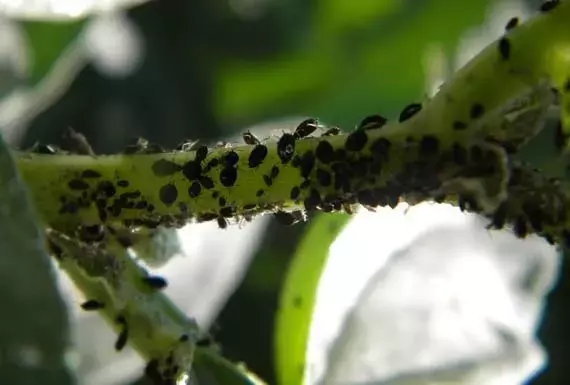 Control Ecológico del Pulgón: Estrategias para Proteger tus Cultivos