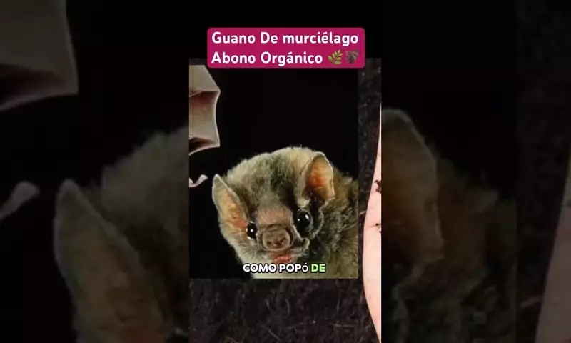 El Guano de Murciélago: Un Tesoro Orgánico para la Agricultura Sostenible