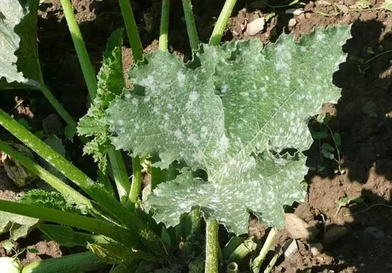 El Oídio: Identificación, Prevención y Combate de Este Hongo Común en Plantas