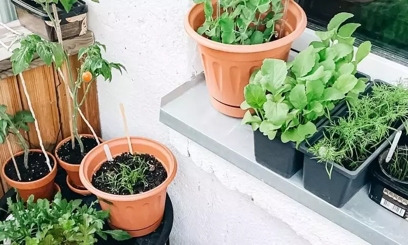 Guía Completa para Cultivar Hortalizas Exitosamente en Macetas